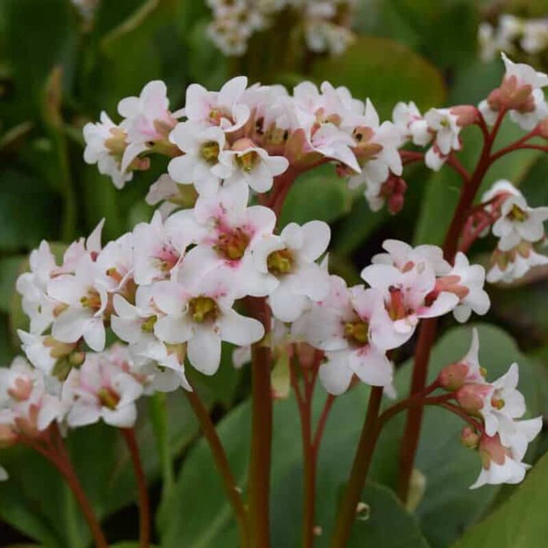 Bergenia 'Bressingham White' ---